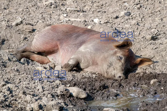 : Duroc pig, old domestic breed from the USA, Eggen-Hof : Duroc pig, old domestic breed from the USA, Eggen-Hof