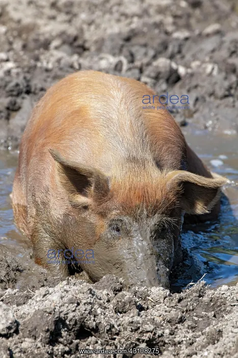 : Duroc pig, old domestic breed from the USA, Eggen-Hof : Duroc pig, old domestic breed from the USA, Eggen-Hof