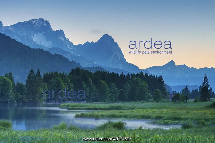 : Dusk at Geroldsee, fog rising, in the background the peaks of Hochblassen : Dusk at Geroldsee, fog rising, in the background the peaks of Hochblassen