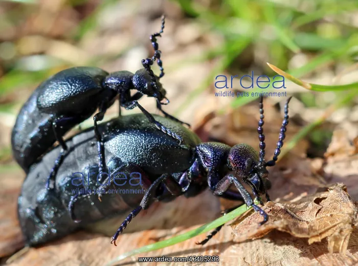 : Dusky blue oil beetle : Dusky blue oil beetle