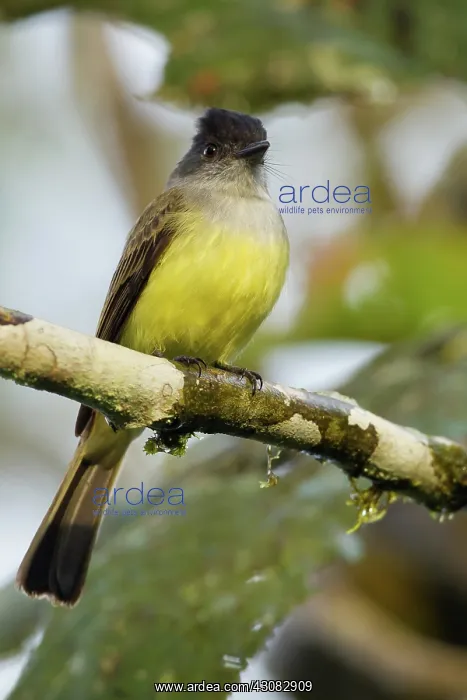 : Dusky-capped Flycatcher : Dusky-capped Flycatcher