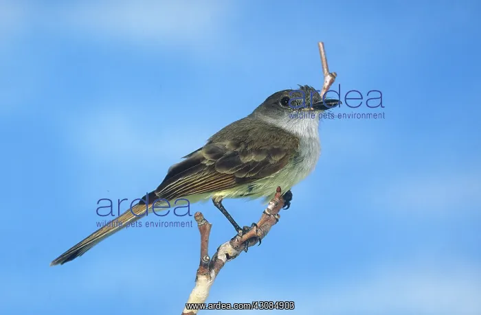 : Dusky-Capped Flycatcher : Dusky-Capped Flycatcher