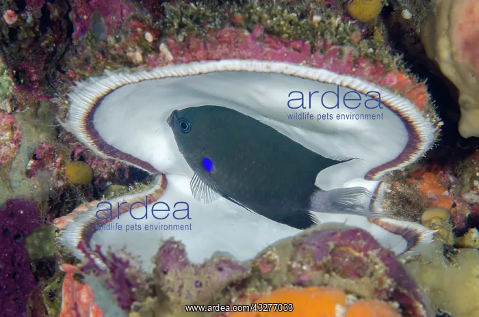 : Dusky Chromis tending eggs - in Variable Thorny Oyster shell : Dusky Chromis tending eggs - in Variable Thorny Oyster shell