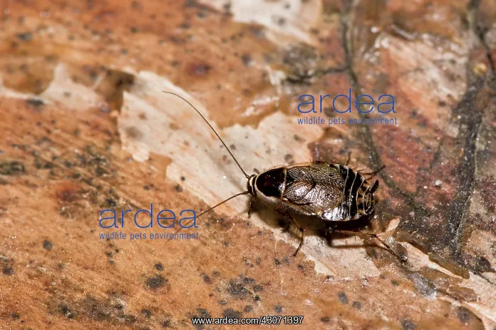 : Dusky cockroach (Ectobius lapponicus), nymph. Molslaboratori : Dusky cockroach (Ectobius lapponicus), nymph. Molslaboratori
