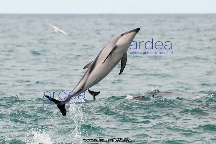 : Dusky Dolphin : Dusky Dolphin