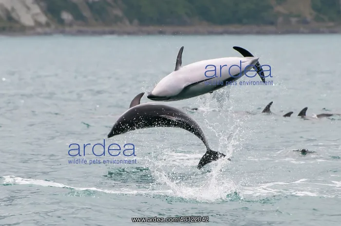 : Dusky Dolphin : Dusky Dolphin