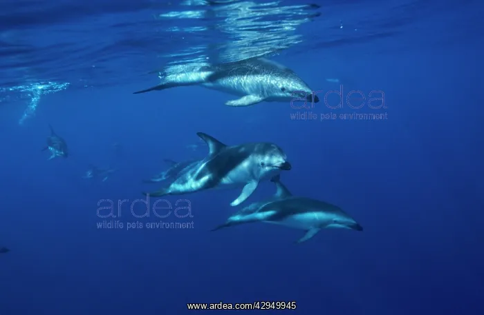 : Dusky dolphin (Lagenorhynchus obscurus) under water : Dusky dolphin (Lagenorhynchus obscurus) under water
