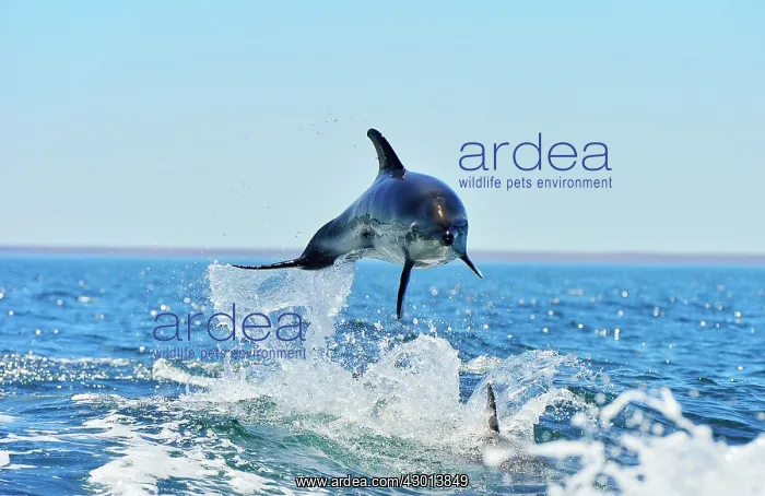: Dusky Dolphin - leaping from water : Dusky Dolphin - leaping from water