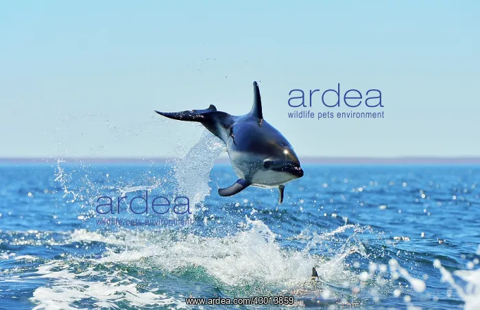 : Dusky Dolphin - leaping from water : Dusky Dolphin - leaping from water