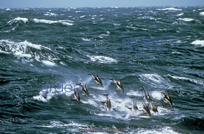: Dusky Dolphin - pod swimming / leaping through rough sea : Dusky Dolphin - pod swimming / leaping through rough sea