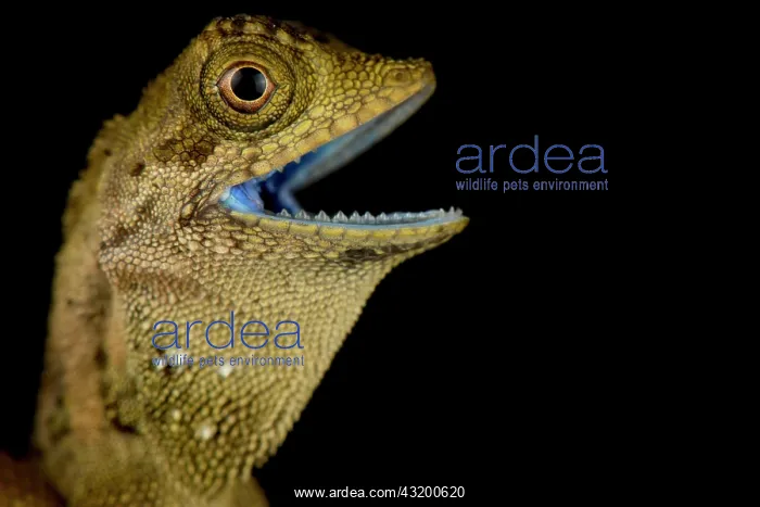 : Dusky Earless Agama (Aphaniotis fusca) : Dusky Earless Agama (Aphaniotis fusca)