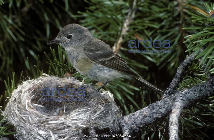 : Dusky Flycatcher : Dusky Flycatcher
