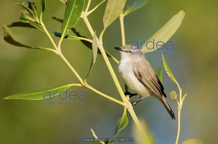 : Dusky Gerygone : Dusky Gerygone
