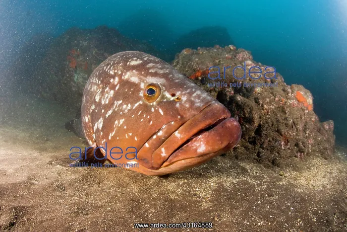 : Dusky Grouper - endangered IUCN Madeira Island Portugal Atla : Dusky Grouper - endangered IUCN Madeira Island Portugal Atla