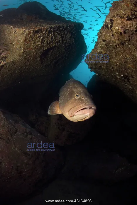 : Dusky Grouper - endangered IUCN Madeira Island Portugal Atla : Dusky Grouper - endangered IUCN Madeira Island Portugal Atla