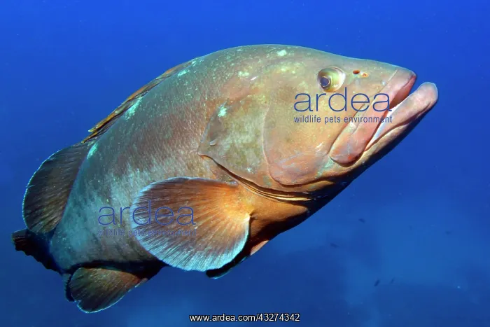 : Dusky grouper (Epinephelus marginatus), Mediterranean : Dusky grouper (Epinephelus marginatus), Mediterranean