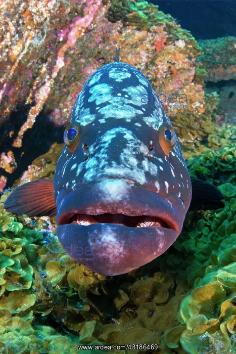 : Dusky grouper (Epinephelus marginatus), El Hierro : Dusky grouper (Epinephelus marginatus), El Hierro