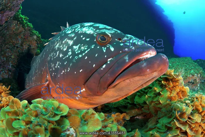 : Dusky grouper (Epinephelus marginatus), El Hierro : Dusky grouper (Epinephelus marginatus), El Hierro