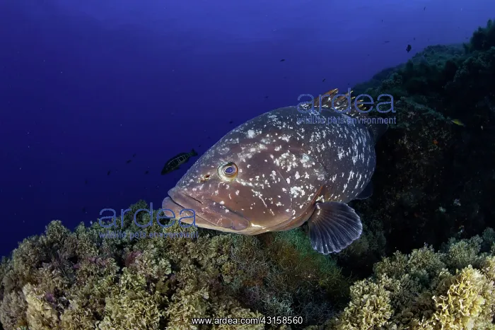 : Dusky grouper, Epinephelus marginatus, Formigas : Dusky grouper, Epinephelus marginatus, Formigas
