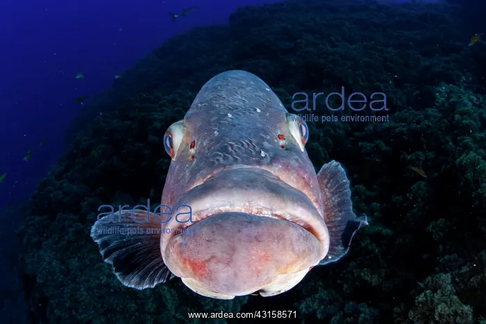 : Dusky grouper, Epinephelus marginatus, Formigas : Dusky grouper, Epinephelus marginatus, Formigas