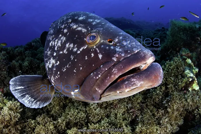 : Dusky grouper, Epinephelus marginatus, Formigas : Dusky grouper, Epinephelus marginatus, Formigas
