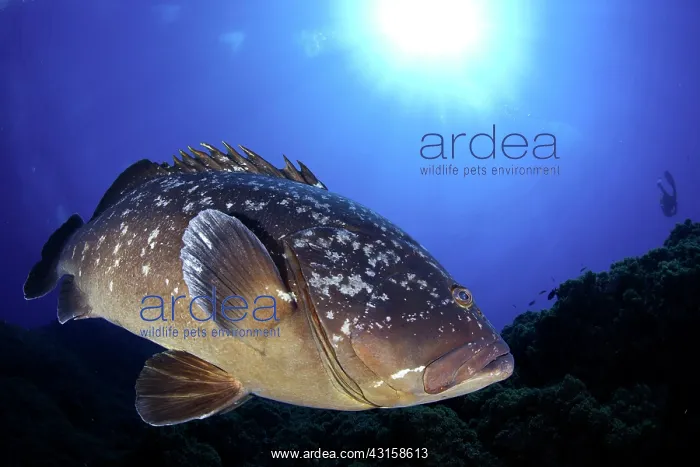 : Dusky grouper, Epinephelus marginatus, Formigas : Dusky grouper, Epinephelus marginatus, Formigas