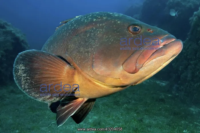 : Dusky Grouper (Epinephelus marginatus), Lavezzi : Dusky Grouper (Epinephelus marginatus), Lavezzi