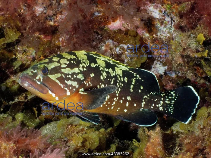 : Dusky grouper (Epinephelus marginatus) (Mycteroperca : Dusky grouper (Epinephelus marginatus) (Mycteroperca