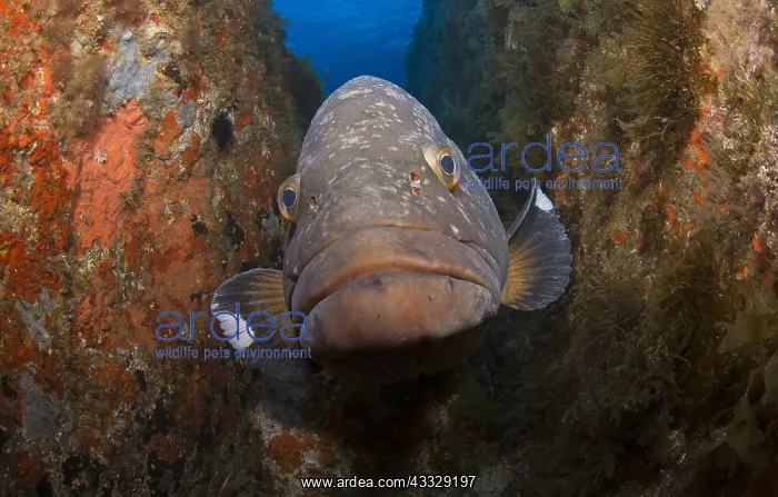 : Dusky grouper (Epinephelus marginatus) in the reef : Dusky grouper (Epinephelus marginatus) in the reef