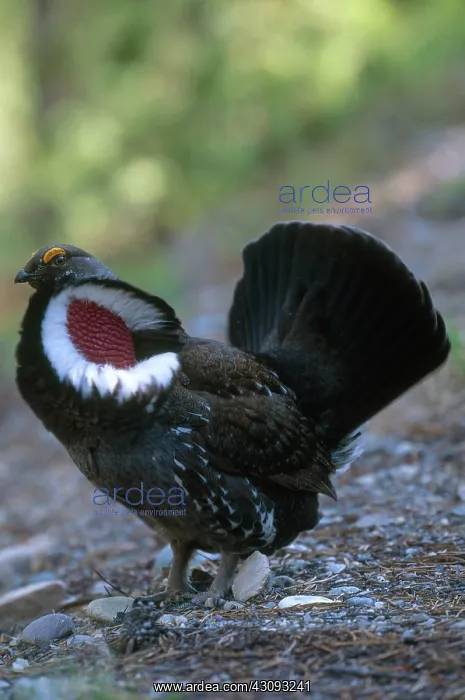 : Dusky Grouse : Dusky Grouse