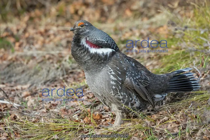 : Dusky grouse calling in the Rocky Mountains of Colorado : Dusky grouse calling in the Rocky Mountains of Colorado