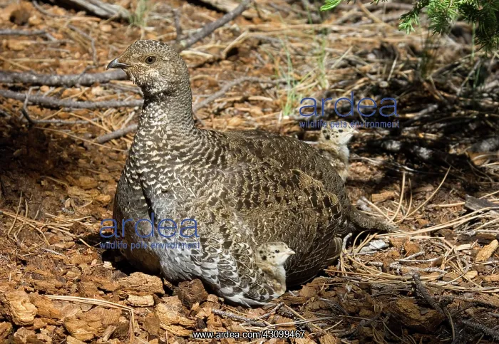 : Dusky Grouse with chicks : Dusky Grouse with chicks
