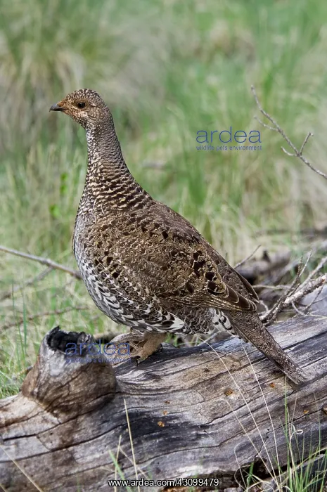 : Dusky Grouse (Dendragapus obscurus) hen : Dusky Grouse (Dendragapus obscurus) hen