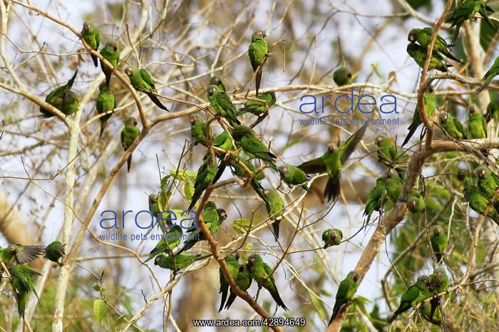 : Dusky-headed Parakeet : Dusky-headed Parakeet