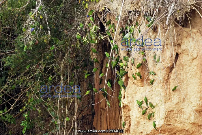 : Dusky-headed Parakeet : Dusky-headed Parakeet