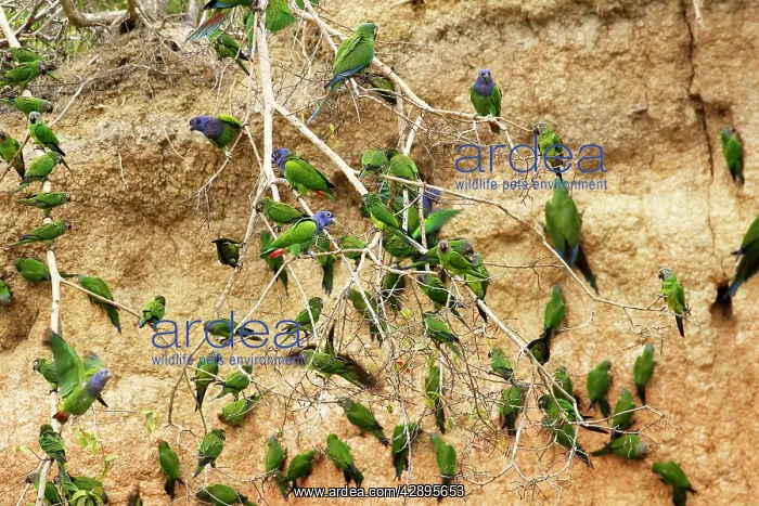 : Dusky-headed Parakeet : Dusky-headed Parakeet