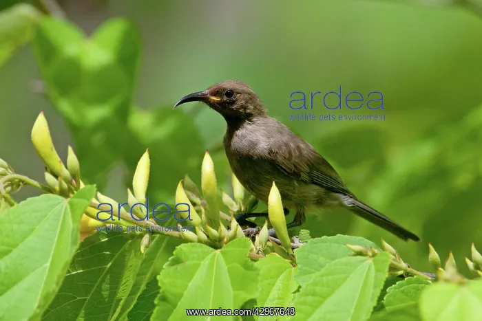 : Dusky Honeyeater : Dusky Honeyeater
