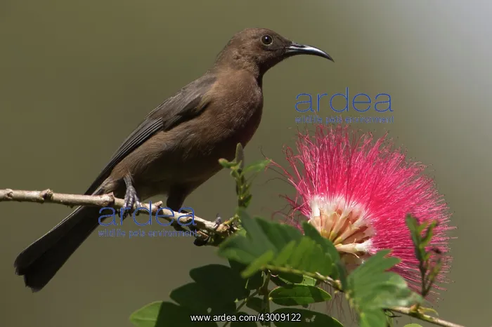 : Dusky Honeyeater : Dusky Honeyeater