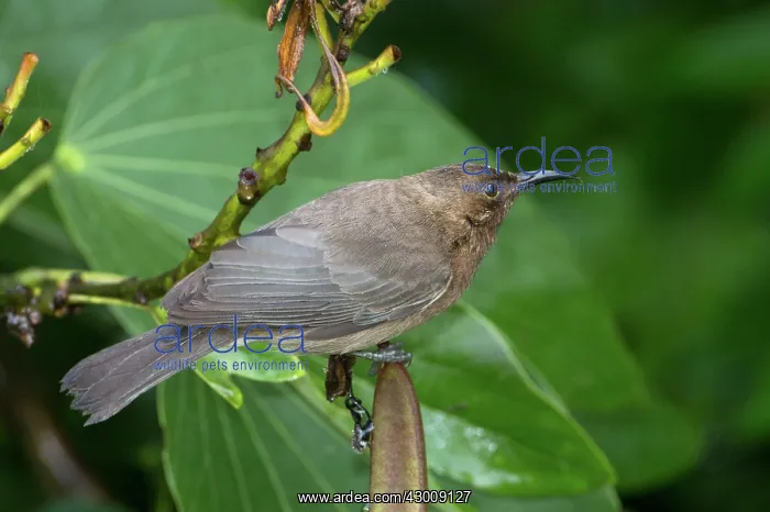 : Dusky Honeyeater : Dusky Honeyeater