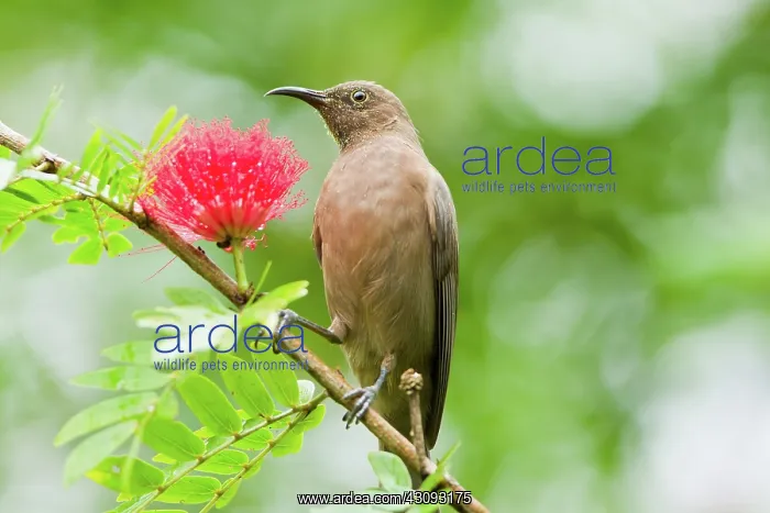 : Dusky Honeyeater : Dusky Honeyeater
