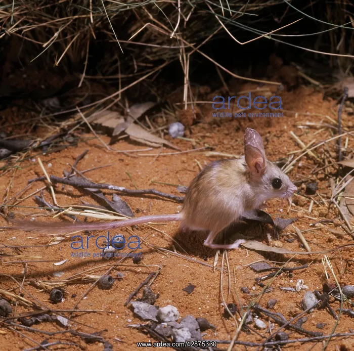 : DUSKY HOPPING MOUSE : DUSKY HOPPING MOUSE