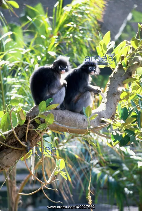 : Dusky Leaf Monkey : Dusky Leaf Monkey
