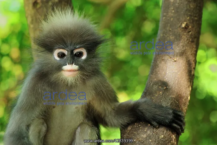 : Dusky Leaf Monkey / Spectacled Langur / Spectacled : Dusky Leaf Monkey / Spectacled Langur / Spectacled