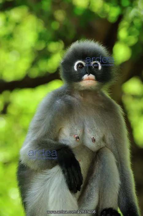 : Dusky Leaf Monkey / Spectacled Langur / Spectacled : Dusky Leaf Monkey / Spectacled Langur / Spectacled