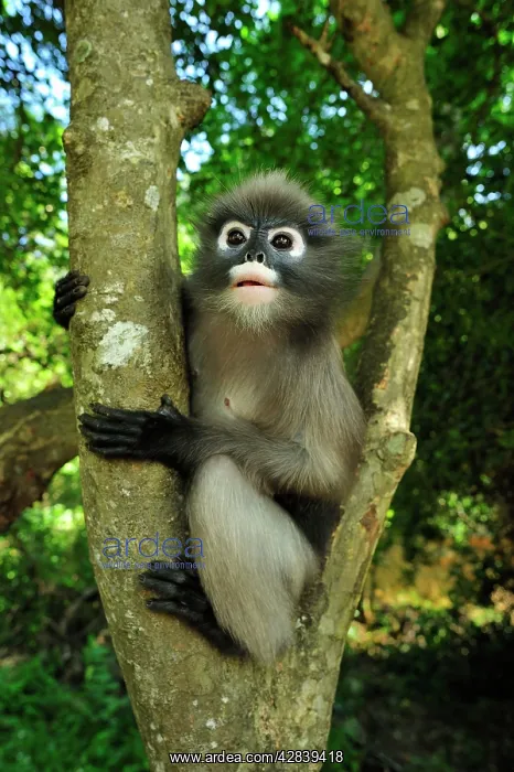 : Dusky Leaf Monkey / Spectacled Langur / Spectacled : Dusky Leaf Monkey / Spectacled Langur / Spectacled