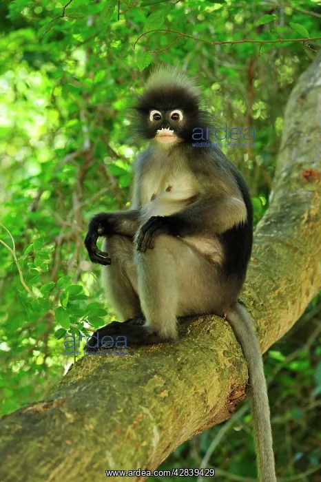 : Dusky Leaf Monkey / Spectacled Langur / Spectacled : Dusky Leaf Monkey / Spectacled Langur / Spectacled