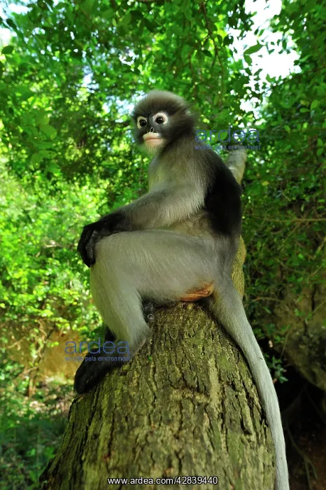 : Dusky Leaf Monkey / Spectacled Langur / Spectacled : Dusky Leaf Monkey / Spectacled Langur / Spectacled