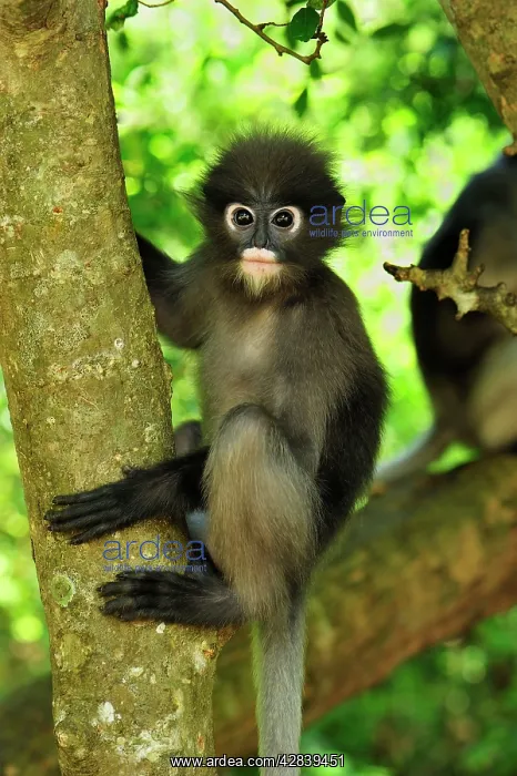 : Dusky Leaf Monkey / Spectacled Langur / Spectacled : Dusky Leaf Monkey / Spectacled Langur / Spectacled