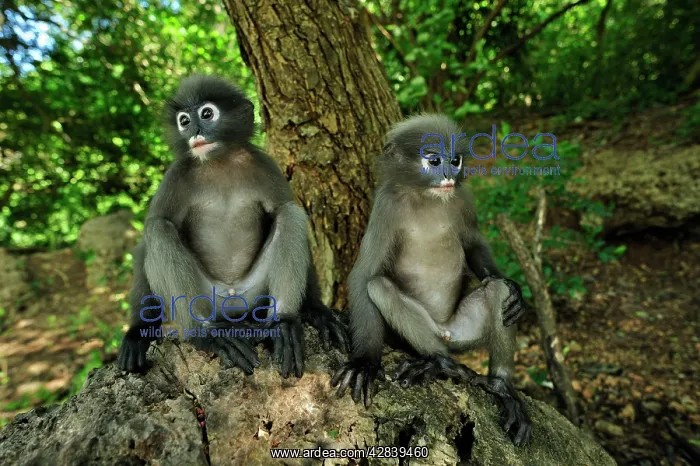 : Dusky Leaf Monkey / Spectacled Langur / Spectacled : Dusky Leaf Monkey / Spectacled Langur / Spectacled
