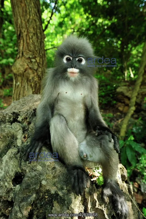 : Dusky Leaf Monkey / Spectacled Langur / Spectacled : Dusky Leaf Monkey / Spectacled Langur / Spectacled